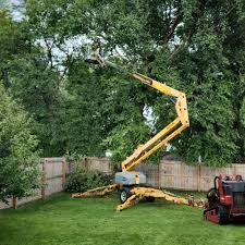 Best Tree Removal  in Crestview, FL