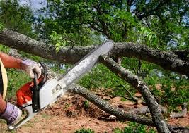 Best Tree Mulching  in Crestview, FL