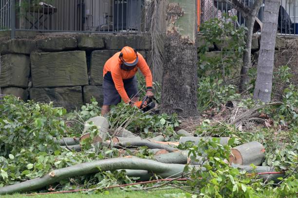 How Our Tree Care Process Works  in  Crestview, FL